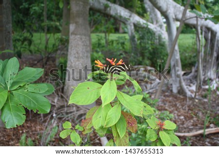 Butterfly on plant with trees in the background