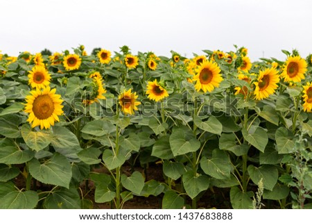 Picture of vibrant sunflower field on a summer day - agriculture concept