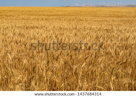 Beautiful scenic picture of a field of ripe wheat and blue, cloudy sky on a summer day 