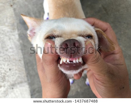 Owner checks teeth to adorable Chihuahua dog for dental health, cute dog. Selective focus.