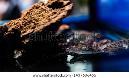 Close up little baby crocodile in water.