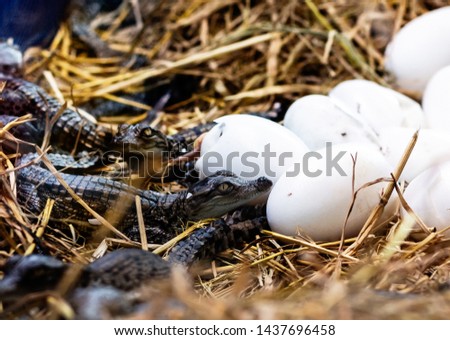 Little baby crocodile is hatching from egg.