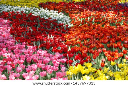 Plenty of tulips blooming in variety of color on a summer day. Their beautiful petals shine the world and make people feel lively