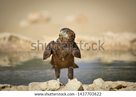 Bateleur Eagle Kalahari Trans frontier Park