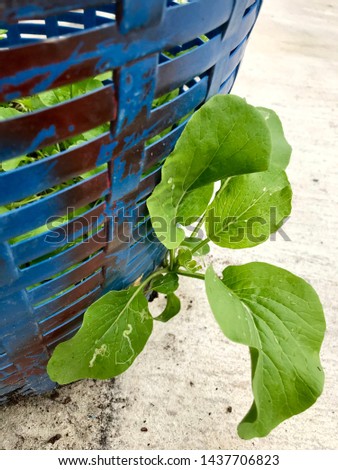 young plant show up from a basket. he adjusts for survival. 1 July 2019 : Thailand