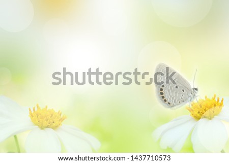 The nature abstract background,flower blur nature background, green leaf abstract background