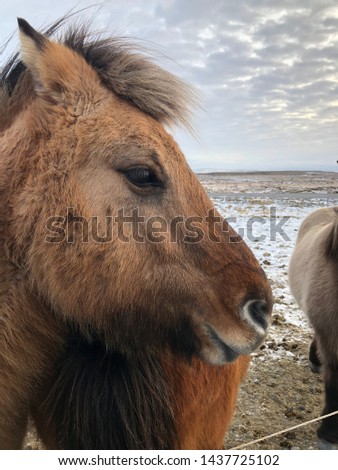 Photo of grey and brown pony standing in the typical icelandic farm in winter with blue sky background.