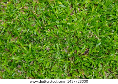 Picture of close-up of the lawn  For use as a background  Enter text and images