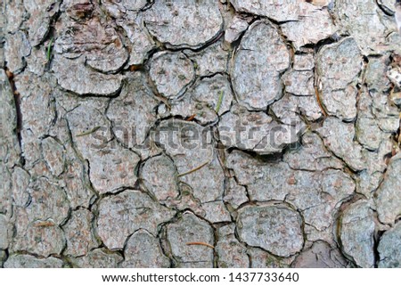 Tree bark in a beautiful pattern