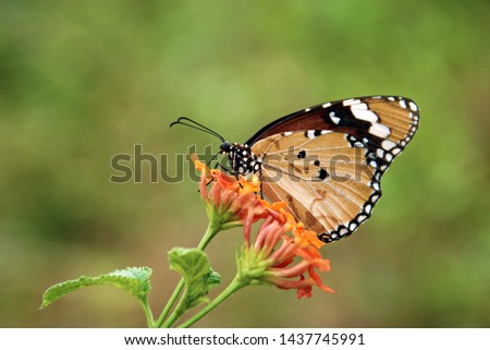"Plain tiger or African queen butterfly with its scientific name, Danaus chrysippus - A medium-sized butterfly widespread in Asia, Australia and Africa"