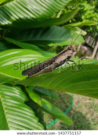 Grasshopper on the green leaves Brown