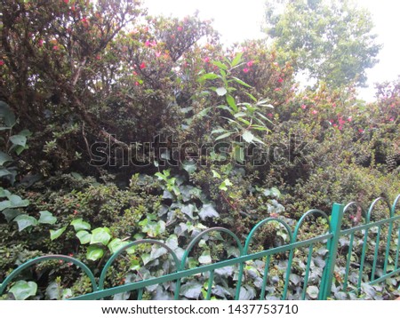 Honneymoon garden ooty mysore pics Royalty-Free Stock Photo #1437753710
