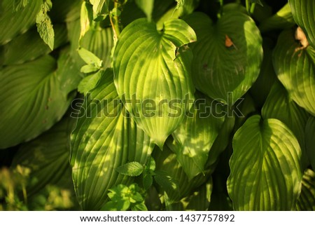 Green leaves background plant hosts