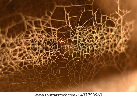 spider web in day time reflection beauty
