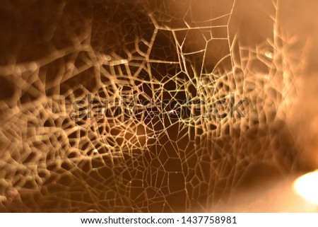 spider web in day time reflection beauty