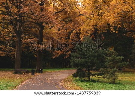 Golden autumn - bench on the background of yellow-orange trees