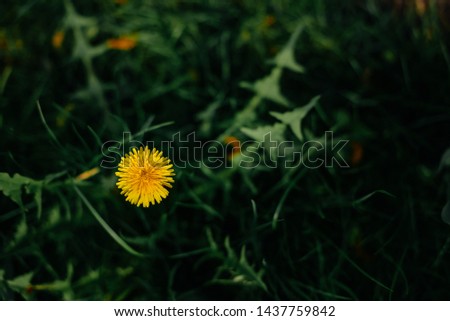 Dandelion in the grass - photo of flowers in summer