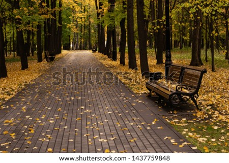 Park bench surrounded by Golden autumn leaves