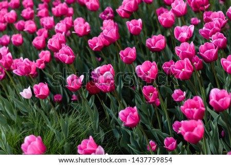 Pink tulips - photo with lots of flowers