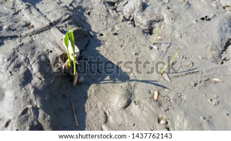 The rice plant sprouts from seed in field