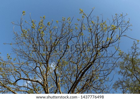 Tree starting for new leaves after hot summer