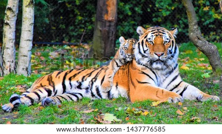 A baby tiger hugs his mom