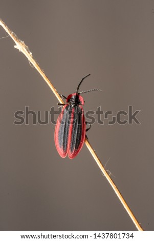 The Lycidae are a family in the beetle order Coleoptera, members of which are commonly called net-winged beetles.