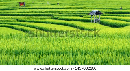 View of green rice field in terrace at Bali with balinese shelter - Indonesia