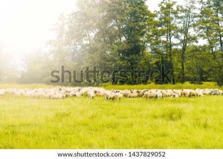 Herd of sheeps grazing on the green field. Styled stock photo with the beautiful pasture and the sheeps in Romania.