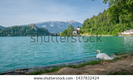 View of Lake Bled with a swan in the foreground and the castle in the background.