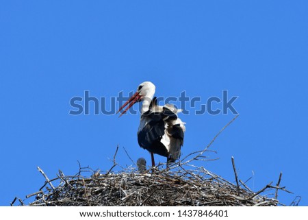 young stork against blue sky,Zahlinice,Czech republik