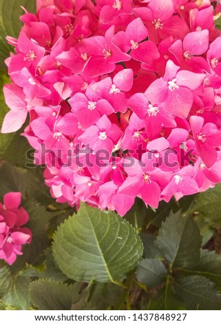 Pink hydrangea flowers with green leaves. Close up picture.