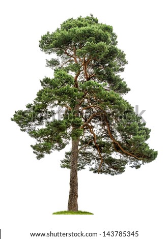 isolated pine tree on a white background Royalty-Free Stock Photo #143785345