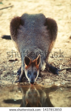 Swamp wallaby Wallabia bicolor drinks from a farm dam in the evening in readiness for a night's foraging in nearby woodland, Weranga, Australia.