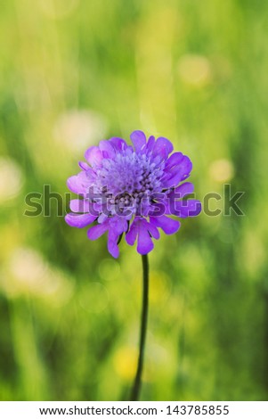 Wild flowers in a green meadow during summer