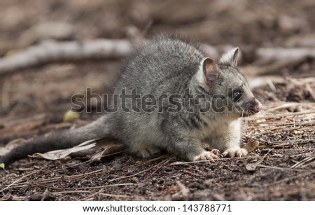 Baby Brushtail Possum 