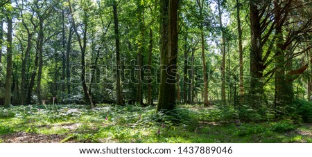 New forest woodland in summer panoramic