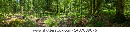New forest woodland in summer panoramic