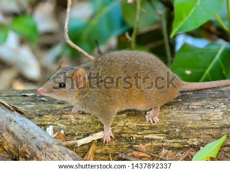BRISBANE FOREST PARK, QUEENSLAND, AUSTRALIA: Brown or subtropical antechinus, small carnivorous hunting dasyurid marsupial of coastal and mountain forests, unusually active by day, normally nocturnal. Royalty-Free Stock Photo #1437892337