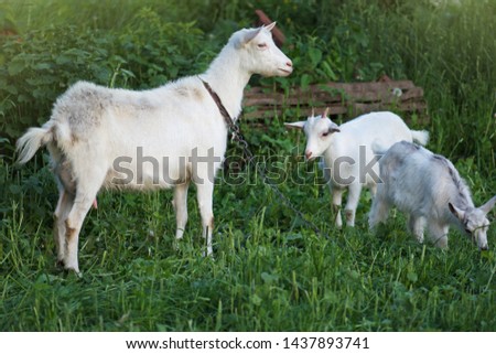 Goats is grazed on a green meadow . Goat with a goat kid. Family  goats  against green grass background.  Pasture of a livestock.