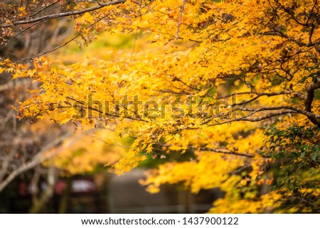 Picture of colourful leaves in autumn