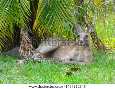 Relaxed grey kangaroo in repose in a backyard of a leafy suburb, Australia, where wildlife is encouraged and supported by properties retaining native vegetation in their backyards.