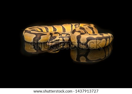 Pretty king python snake on a black background with reflection