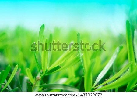 green background image of the fresh green leaves comfortable and relax time in the morning of spring, the deep view is blurred with copy space for text  suitable for background creative work