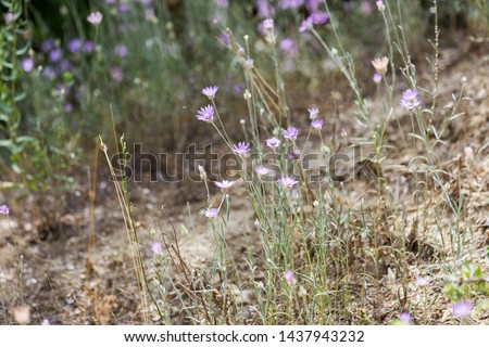 Beautiful pink flowers in the steppe on a sunny day, closeup. Selective focus. Beautiful nature scene with flowering plants in sun flare. Summer flowers. Beautiful meadow. Summer background