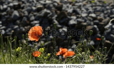 Poppies on a stone mound background