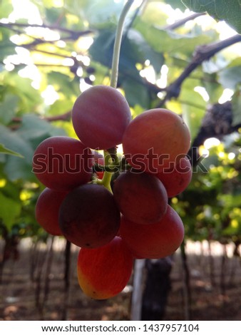 Photo taken of red grapes at mature stage.