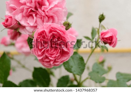 Pink roses closeup after rain.