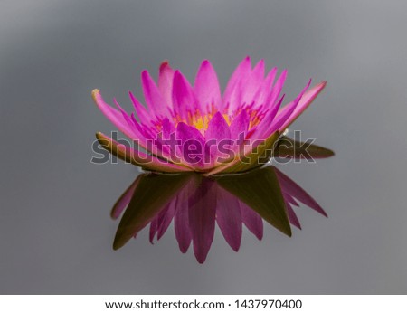Pink Lotus flowers bloom beautifully in the pool in the Sun in   morning sun slowly so soft.