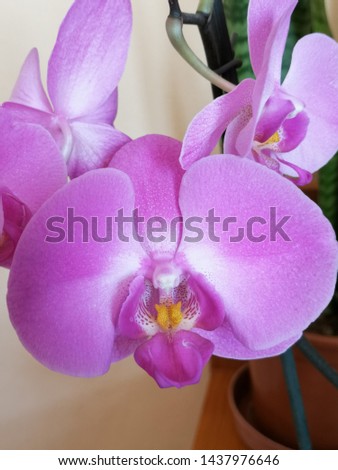 beautiful and fragrant vivid purple orchid
